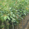 山东樱花基地|樱花规格3公分樱花