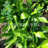 香橼树 供应绿化工程 园林植物 规格齐全 基地直供 东台前通苗木