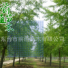 大量供应1-20CM银杏树白果树乔木风景树 基地直销可放心
