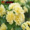 批发黄木香苗 爬藤花卉 墙体绿化苗木 攀援植物 庭院观花