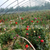 批发观赏藤本月季花苗 月季花苗大花 欧月藤本月季苗欧月小苗