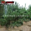 基地批发黑松树苗 造型树 黑松树苗 黑松树 园林绿化树木四季常青