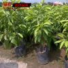 批发庭院观花植物小苗 白兰花小苗 街道绿化 园林美化植物 规格全