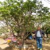 批发园林绿化2米丛生紫薇树 美国红火箭红火球紫薇 山东紫薇价格