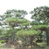 苗圃自家种植绿化用景松树苗 热卖优质各种规格造型景松价格