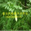 基地出售嫁接皂角树 优质产品 3-5公分皂角树 量大优惠