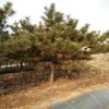 基地直销园林绿化苗木黑松树苗，黑松造型盆景，15公分黑松价格。
