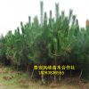 面向全国出售黑松树 批发零售优质黑松 量大从优黑松树来电咨询