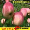 山东凤岐苗木苹果树苗批发，苹果树种子批发，山东苹果树苗木价格