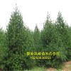 优质基地直销出售油松树 批发零售油松 油松 量大从优容易成活