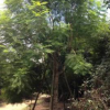 供应蓝花楹树 胸径5-40公分 绿化工程 风景树行道树 批发蓝雾树