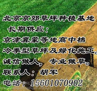 张家口草坪基地批发 绿化草坪价格 张家口公园小区草坪厂家