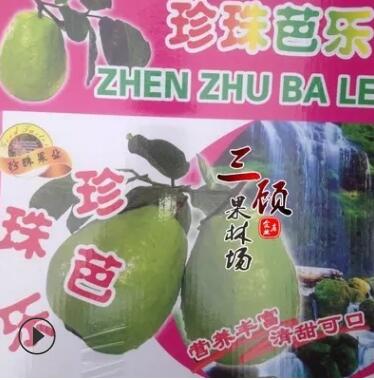 正宗台湾珍珠番石榴芭乐靠嫁接苗木果树苗图3