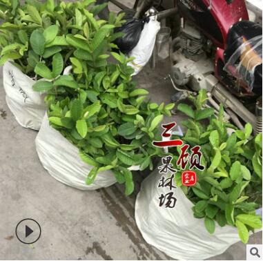 正宗台湾珍珠番石榴芭乐靠嫁接苗木果树苗图2