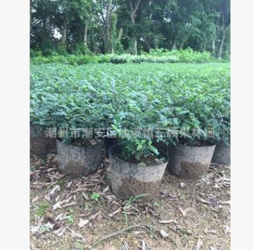 胡椒木清香木盆景 驱蚊草 四季常青清香 清香木 防蚊子盆栽绿植图3