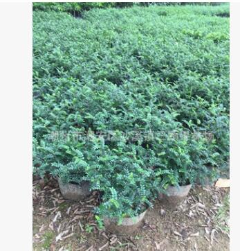 胡椒木清香木盆景 驱蚊草 四季常青清香 清香木 防蚊子盆栽绿植图2