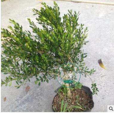 珍珠黄杨盆景 雀舌黄杨盆景 黄杨树桩下山桩图2