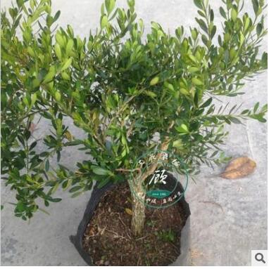 珍珠黄杨盆景 雀舌黄杨盆景 黄杨树桩下山桩图3