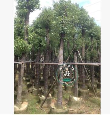 香樟树 绿化苗木树苗 绿篱道路树木龙脑樟树香樟苗驱蚊树大小规格图2