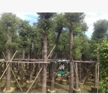 香樟树 绿化苗木树苗 绿篱道路树木龙脑樟树香樟苗驱蚊树大小规格图3