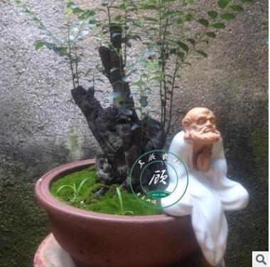 花卉盆景室内盆栽小叶紫檀黑骨茶熟树桩绿植室内观径观叶植物客厅图3