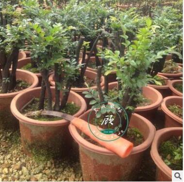 花卉盆景室内盆栽小叶紫檀黑骨茶熟树桩绿植室内观径观叶植物客厅图2