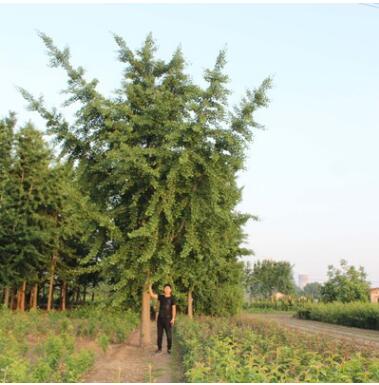 苗圃基地直售银杏苗 家庭盆栽规格全银杏苗 风景庭荫防护银杏树