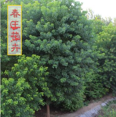 乌桕树苗价格 绿化工程 乌桕树苗销售 行道树 规格2-20公分