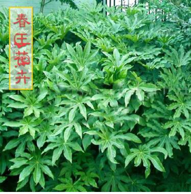 30cm高的八角金盘 绿化苗木工程苗 八角金盘小苗绿篱用苗