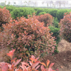 供应红叶石楠树 营养钵红叶石楠盆栽 球形石楠
