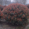 供应红叶石楠球80-300冠幅
