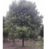 供应香樟10-25公分.无患子.重阳木.红玉兰.紫薇.八月桂.樱花等绿化工程苗.