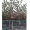 供应紫薇1-15公分、樱花，青枫，香樟，重阳木，栾树等精品苗。