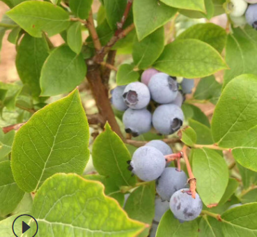 批发蓝莓树苗 优质蓝莓苗 南方果树苗 兔眼蓝莓苗 蓝莓新品种