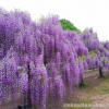 批发紫藤 紫藤花 紫藤苗 紫藤价格 紫藤产地 苗圃价格 基地直销