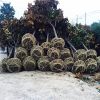 广玉兰 荷花玉兰 开花大乔木 景观行道树 规格齐全 基地直销