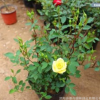 地被月季 耐贫脊 耐荫 耐干旱 耐寒 防风固沙 观花地被 量大批发