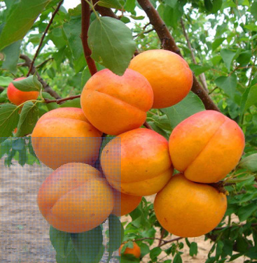 大量供应嫁接杏树苗 杏子苗南北方种植规格齐全 杏子树苗价格优惠