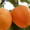 基地直销甜柿子树苗 日本柿子苗成活率高 柿子树苗品种齐全