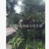 批发精品苏铁盆栽铁树盆景 福建苏铁价格 大苏铁树报价