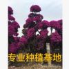 福建紫花造型三角梅桩头 福建三角梅树桩桩景 造型三角梅盆景