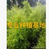 盛大园艺批发行道树黄金宝树 福建精品黄金香柳价格