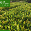 龙船花（仙丹）厂家直销批发地被袋苗绿植 行道庭院园林绿化景观