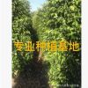 福建漳州批发垂叶榕 精品园林绿化行道树垂叶榕