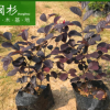 红花檵木地被袋苗绿植批发 厂家直销行道庭院园林景观绿化工程苗