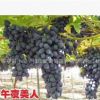 大粒无核不需激素处理品种 午夜美人葡萄苗