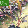 亮叶朱蕉行道庭院园林绿化景观工程苗木 厂家直销批发地被小袋苗