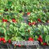 丰香草莓苗批发果树苗木草莓苗基地大量批发优质品种纯正苗木