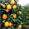 湖南果苗橙子树苗 反季节水果 夏橙苗 新品种批发价格