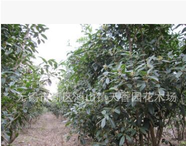 供应200天开花日香桂花卉种苗绿化苗